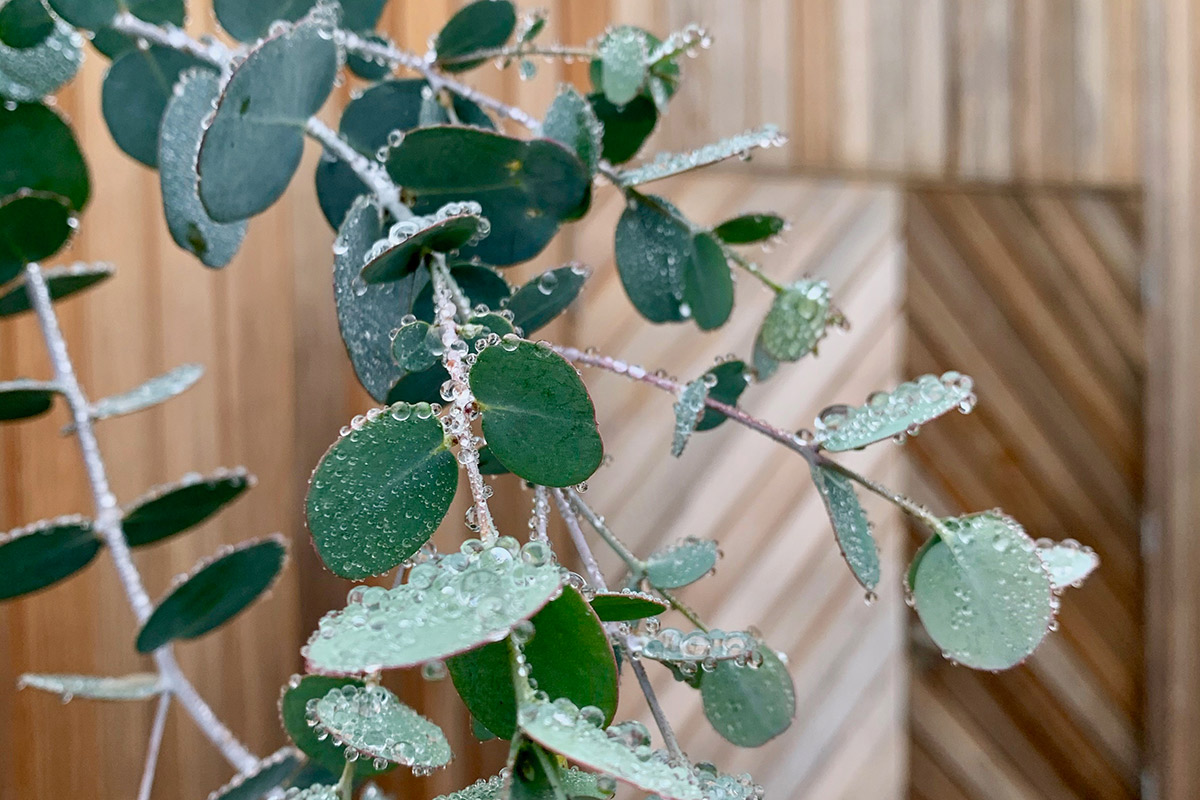 Eucalyptus outside the Retreat Barn